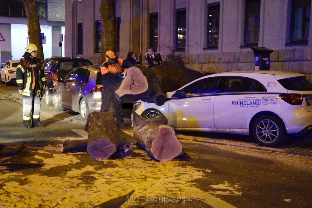 Baum auf PKWs Koeln Mitte Rheinuferstr Goldgasse P080.JPG - Miklos Laubert